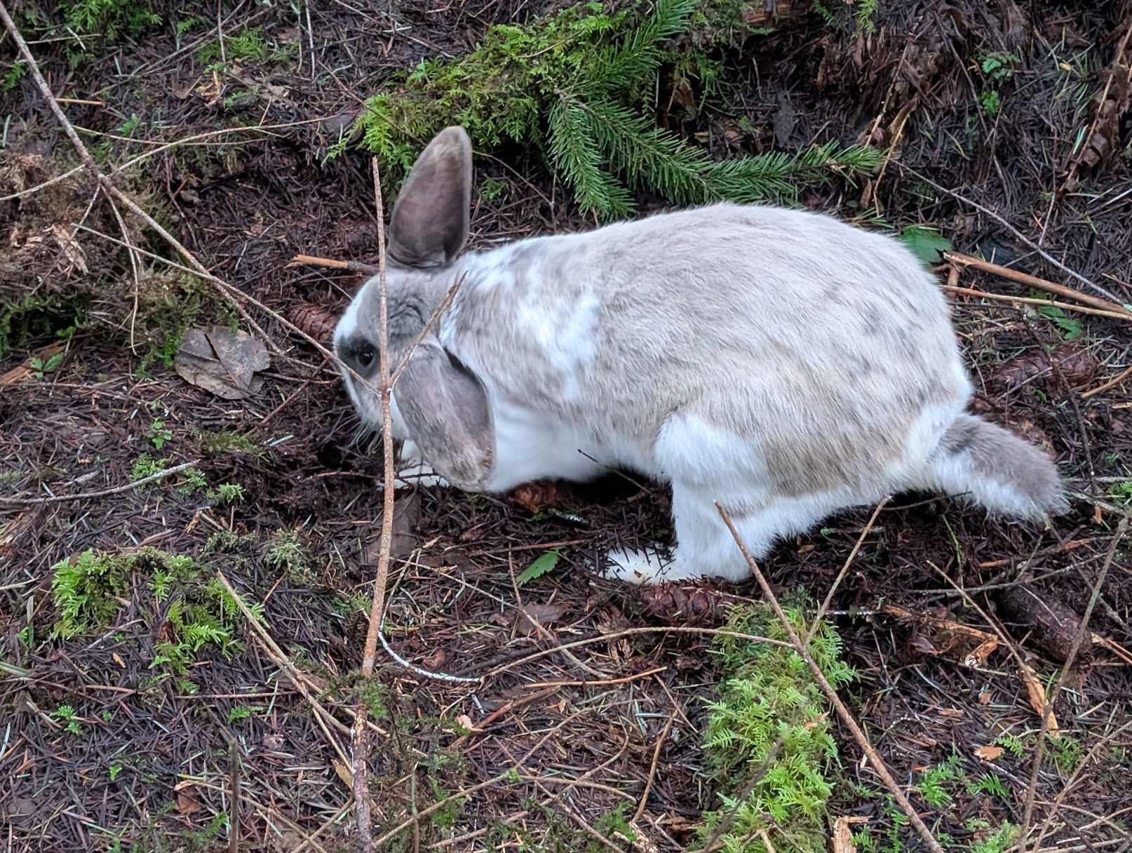 Picture of rabbit in forest