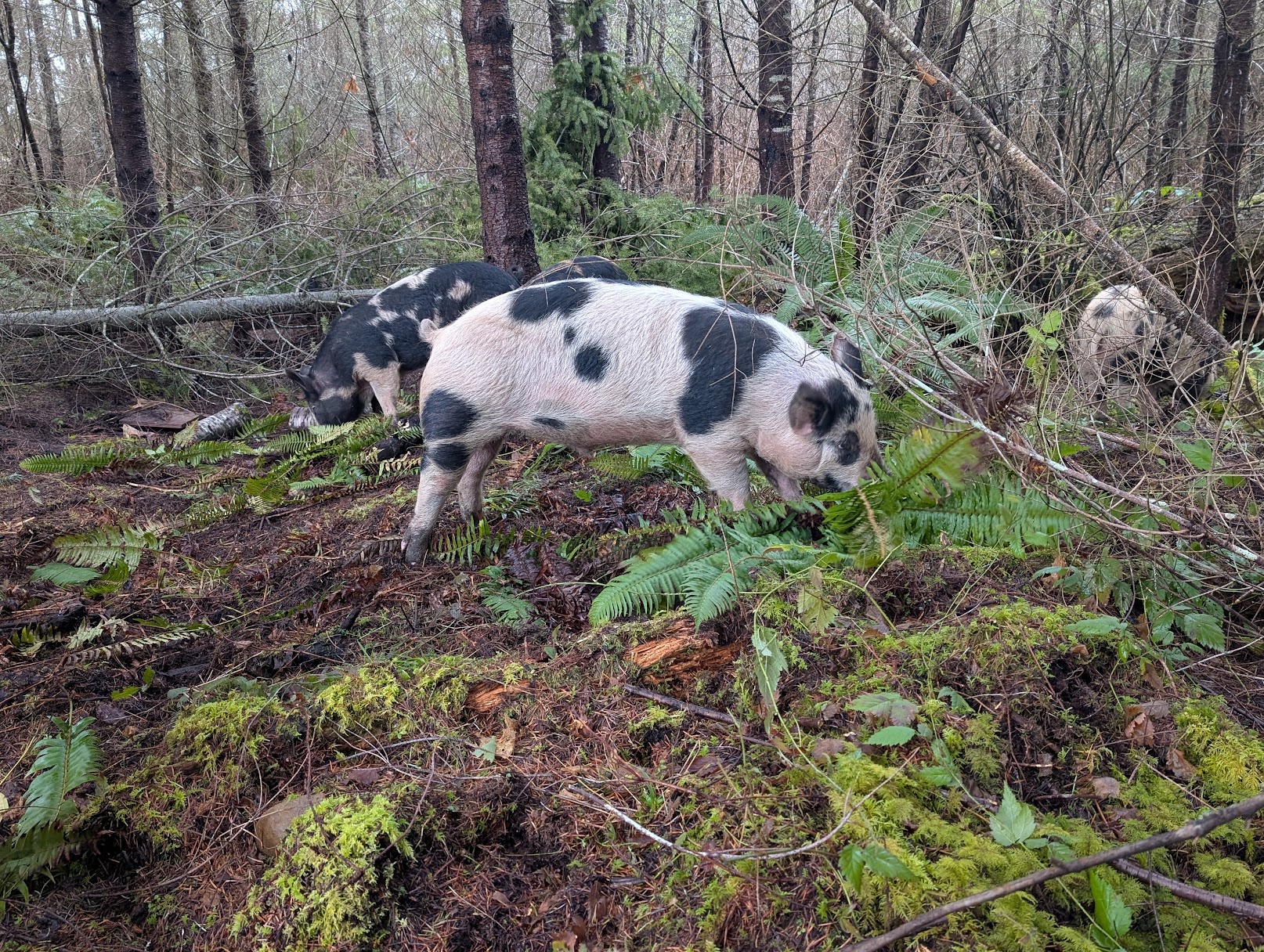 Picture of pigs in forest