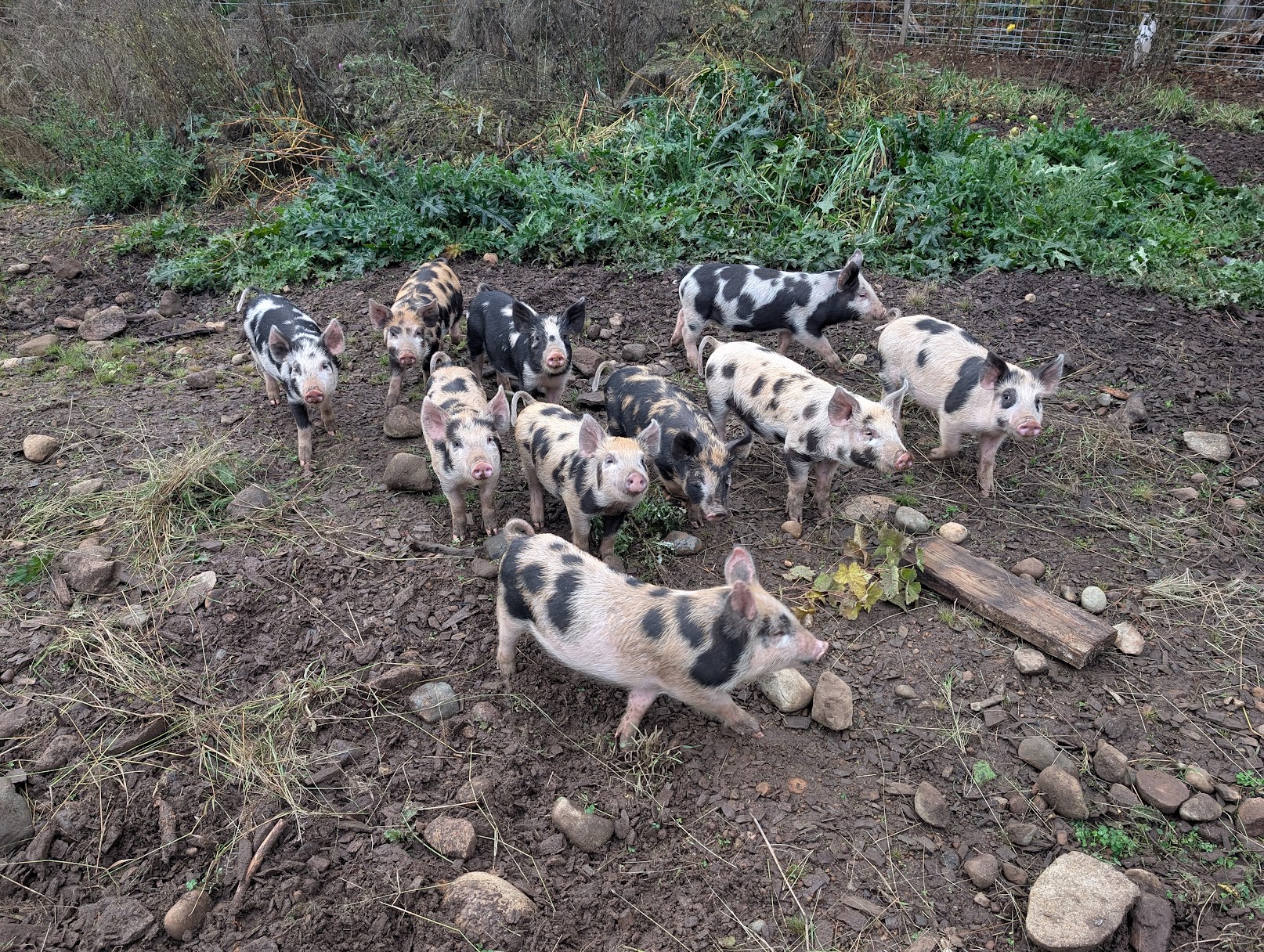 Pig picture